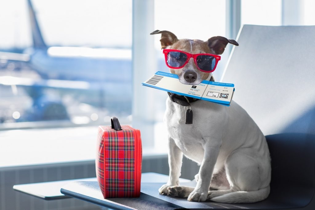 How Pets Travel In Airplanes?