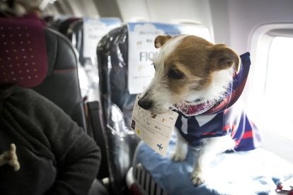 American Airlines and Pet Home Delivery Service