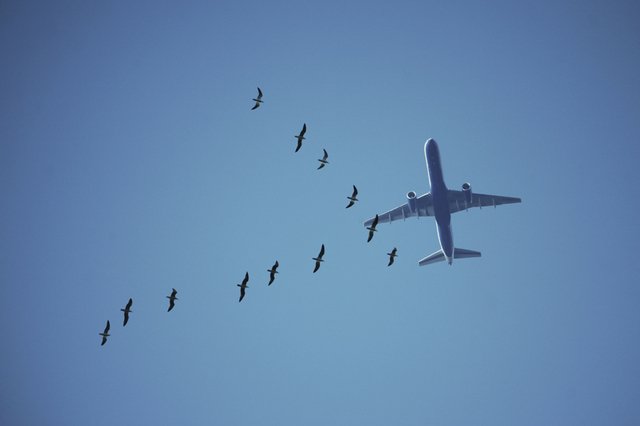 Save the birds!