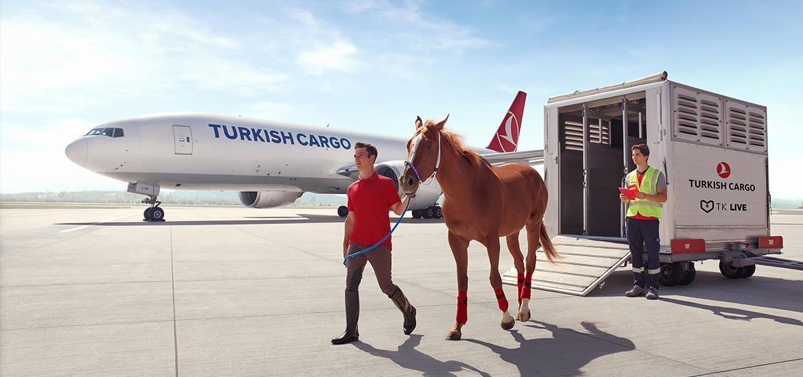Big animals travel too